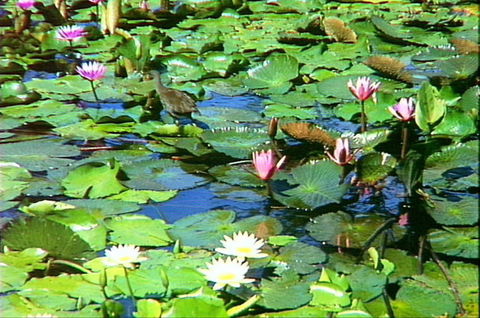 Mt Coot-tha Tourist Drive - Tourism Canberra 1
