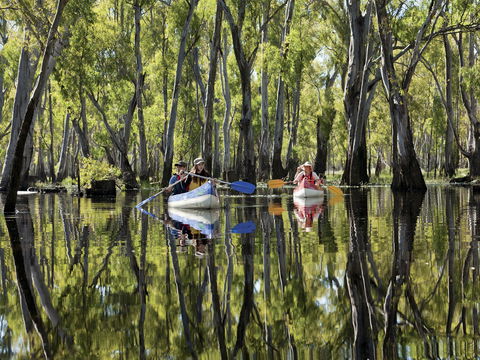 Murray River Canoe Trails - Tourism Canberra 0