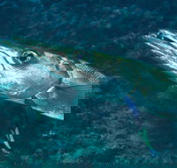 Norman Reef Dive Site - Tourism Canberra