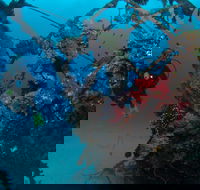 Severance Shipwreck Dive Site - Tourism Canberra