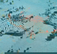 The Pines Dive Site - Tourism Canberra