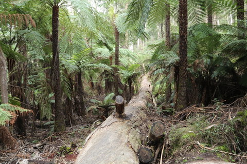 Upper Yarra Reservoir Park - Tourism Canberra 0