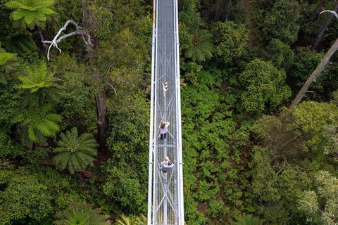 Illawarra Fly Treetop Adventures Treetop Walk Admission Ticket - Tourism Canberra 4