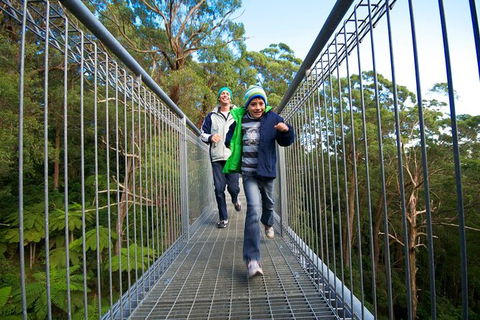 Illawarra Fly Treetop Adventures Treetop Walk Admission Ticket - Tourism Canberra 7