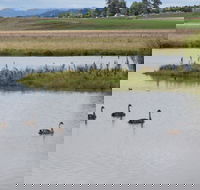 Beardy Waters Dam and Woodlands - Tourism Canberra