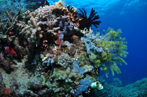 Two Towers Dive Site - Tourism Canberra 2