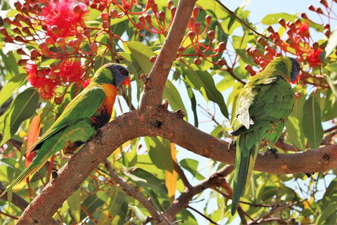 Half Day Manly Beach And More - Tourism Canberra 10