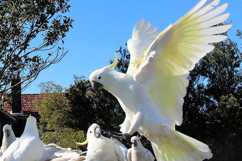 Half Day Manly Beach And More - Tourism Canberra 1