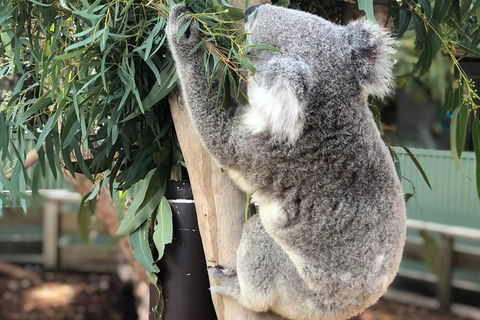 Private Blue Mountains And Wildlife Park Tour From Sydney With Barbecue Lunch - Tourism Canberra 19