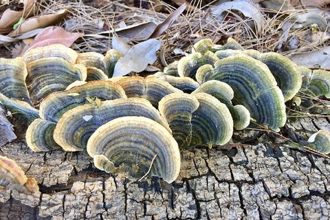 Photo Tour With An IPhone - Tourism Canberra 4