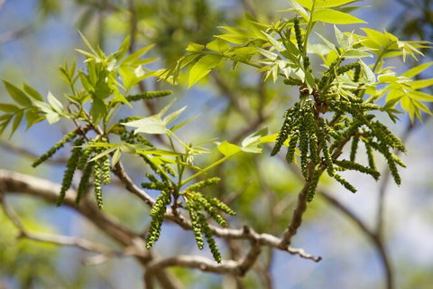 Pecan Farm Tour And Workshop, Byron Bay Hinterland - Tourism Canberra 2