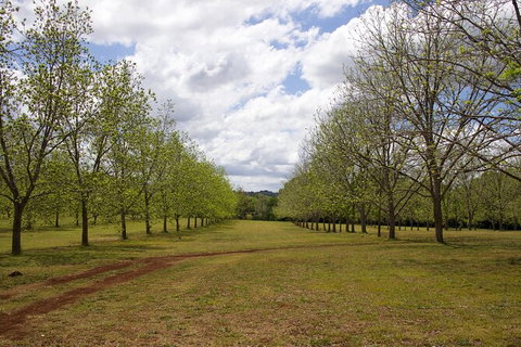 Pecan Farm Tour And Workshop, Byron Bay Hinterland - Tourism Canberra 6