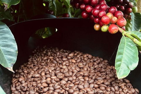 Coffee Farm Tour And Workshop, Byron Bay Hinterland - Tourism Canberra 1