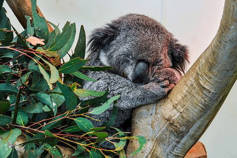 Blue Mountains Highlights, Wildlife Park And Scenic World Full Day Private Tour - Tourism Canberra 1