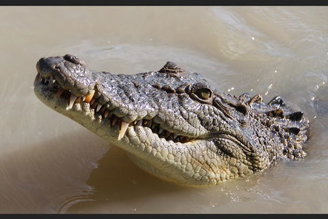 Pathfinder Jumping Crocodile Cruise Shuttle Bus - Tourism Canberra 3