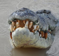 Jumping Crocodile Day Trip from Darwin - Tourism Canberra