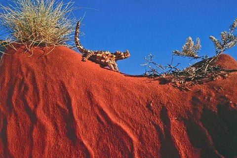 Alice Springs, Uluru Ayers Rock & Kings Canyon 8 Days Touring Package - Tourism Canberra 4