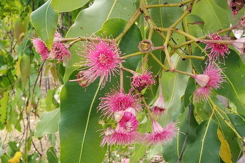 Full-Day Private Guided Tour To Litchfield National Park - Tourism Canberra 5