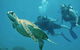 Great Barrier Reef Luxury Snorkel And Dive Cruise From Cairns - thumb 9