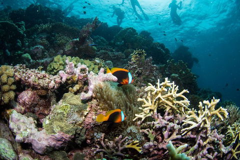 Passions Of Paradise Great Barrier Reef Snorkel And Dive Cruise From Cairns By Luxury Catamaran - Tourism Canberra 9