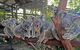 Best Of Kuranda Including Skyrail, Kuranda Scenic Railway And Rainforestation - thumb 5