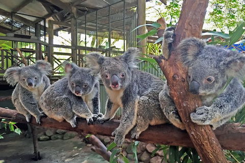 Best Of Kuranda Including Skyrail, Kuranda Scenic Railway And Rainforestation - Tourism Canberra 5