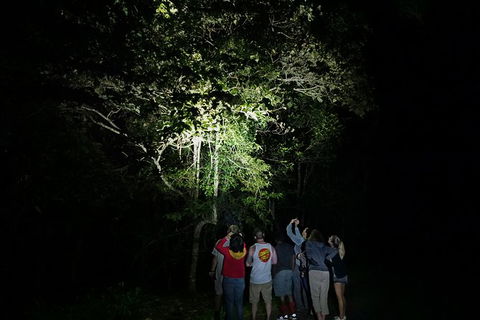 Atherton Tablelands Rain Forest By Night From Cairns - Tourism Canberra 9