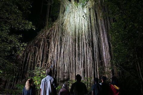 Atherton Tablelands Rain Forest By Night From Cairns - Tourism Canberra 3