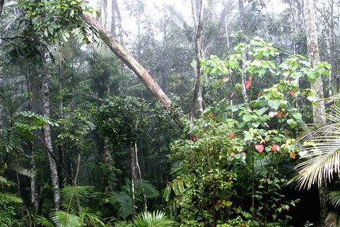 Atherton Tablelands Rain Forest By Night From Cairns - Tourism Canberra 4