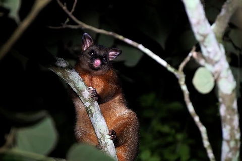 Atherton Tablelands Rain Forest By Night From Cairns - Tourism Canberra 2