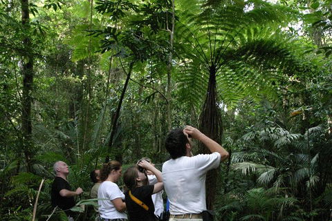 Atherton Tablelands Rain Forest By Night From Cairns - Tourism Canberra 6