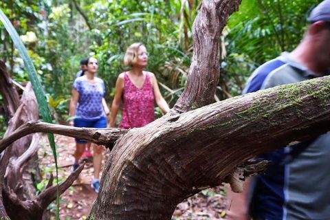 Atherton Tablelands Rain Forest By Night From Cairns - Tourism Canberra 8