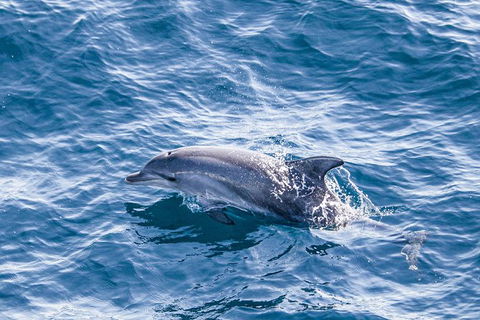 All Inclusive Dolphin And Tangalooma Wrecks Cruise - Tourism Canberra 5