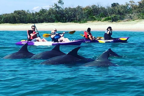 Half Day Dolphin Kayaking And Snorkeling Tour - Tourism Canberra 1