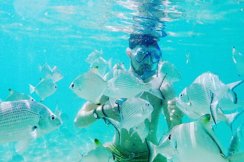 Half Day Dolphin Kayaking And Snorkeling Tour - Tourism Canberra 3