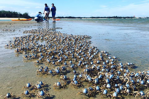 Half Day Dolphin Kayaking And Snorkeling Tour - Tourism Canberra 10