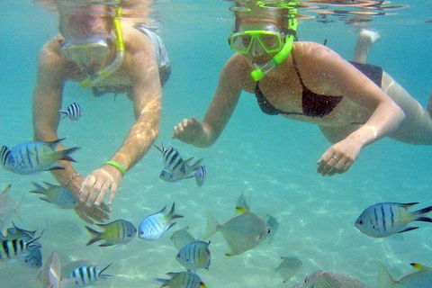 Half Day Dolphin Kayaking And Snorkeling Tour - Tourism Canberra 4