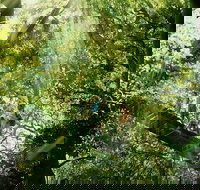 Gold Coast Lamington National Park and Tamborine Mountain 4WD Ecotour - Tourism Canberra