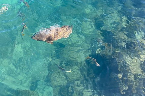 Aquascene Magnetic Island Discovery Tour - Tourism Canberra 6