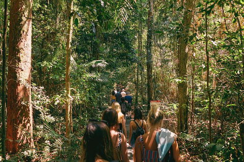 Atherton Tablelands Waterfalls And Rainforest Day Tour Departing Cairns - Tourism Canberra 10