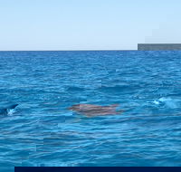 Noosa Wild Dolphin Safari - Tourism Canberra