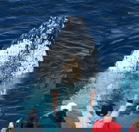 Whale Watching Tour in Gold Coast - Tourism Canberra