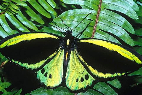 Cairns 4WD Waterfall And Rainforest Tour Including Kuranda Scenic Railway - Tourism Canberra 1