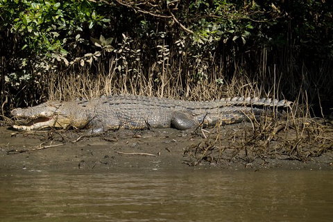 4-Day Cairns With Great Barrier Reef And Daintree Rainforest - Tourism Canberra 6