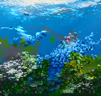 Full Day Snorkel In The Great Barrier Reef - Tourism Canberra