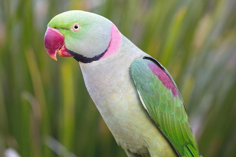 Maleny Botanic Gardens Bird Aviary Experience Ticket - Tourism Canberra 2