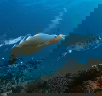 Gold Coast Try-Scuba Experience at Cook Island Aquatic Reserve - Tourism Canberra