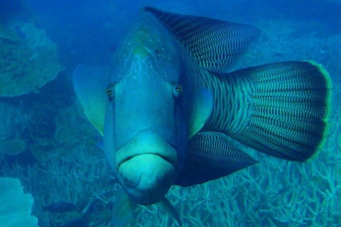Great Barrier Reef Luxury Expedition Cruise Cabin Booking 7 Days 6 Night - Tourism Canberra 3