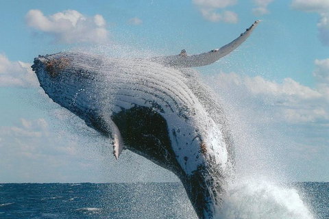 Great Barrier Reef Luxury Expedition Cruise Cabin Booking 7 Days 6 Night - Tourism Canberra 7