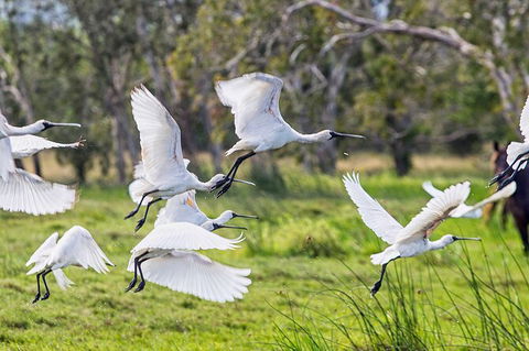 Reef, Wildlife & Rainforest - Reef & Beyond Guided Holidays - Tourism Canberra 1